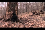 in the woods