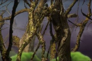 RE: in the woods